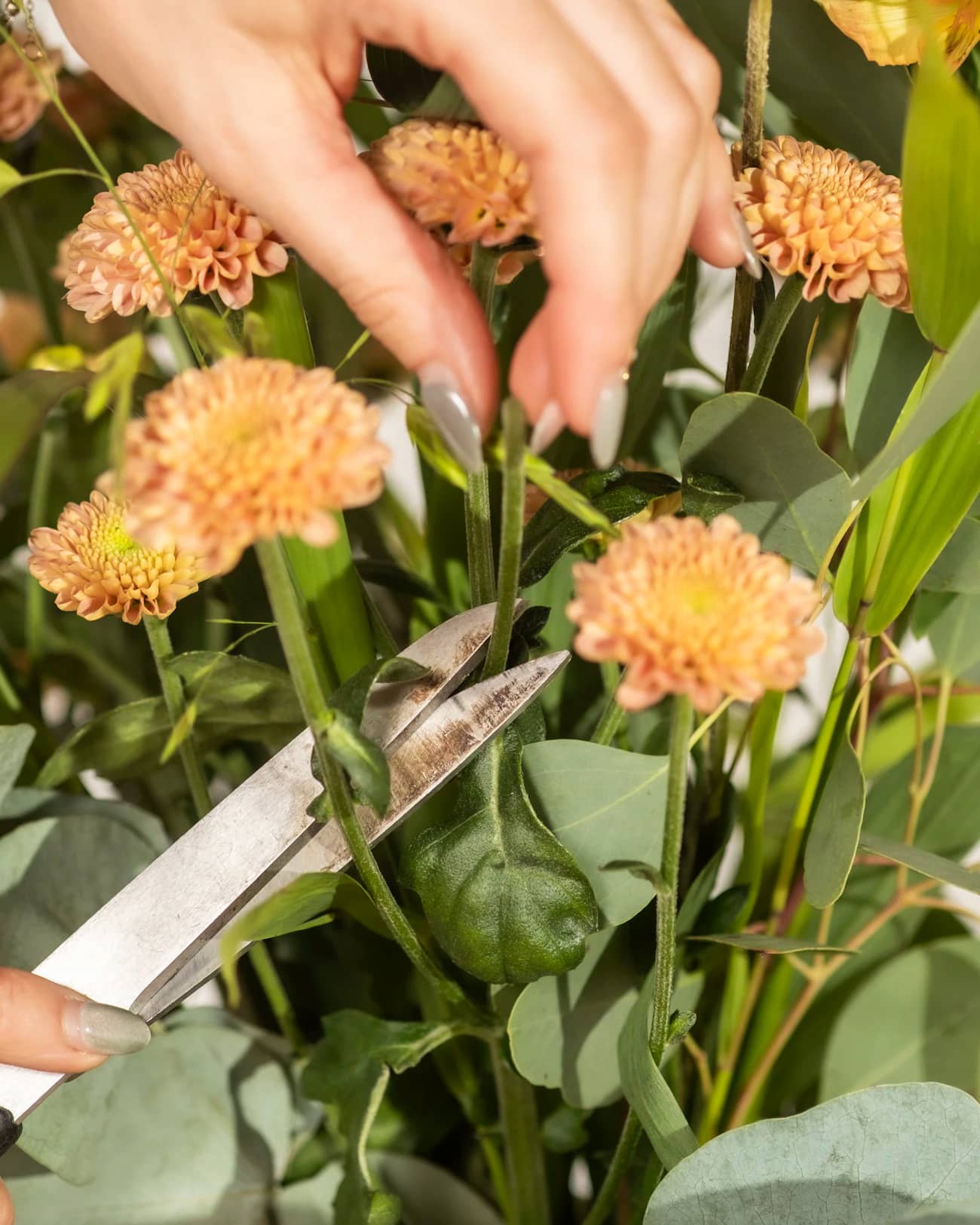 Mâini care taie tulpini de flori portocalii