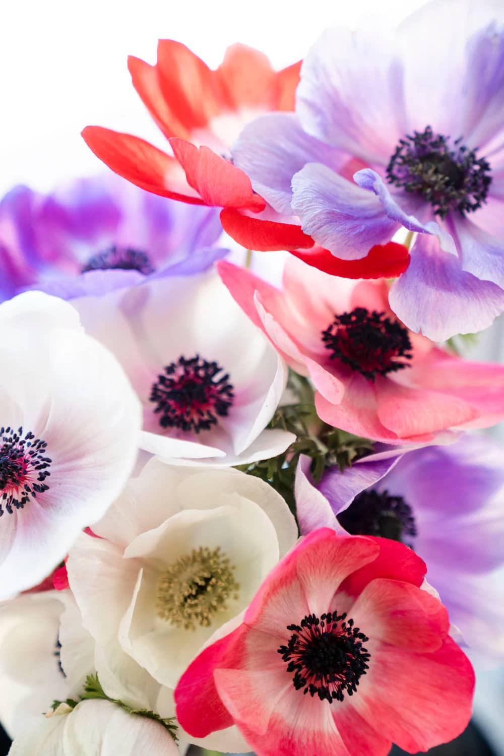 Anemone albe, roșii și mov