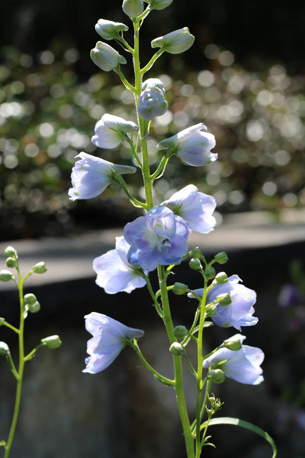 Delphinium albastru deschis