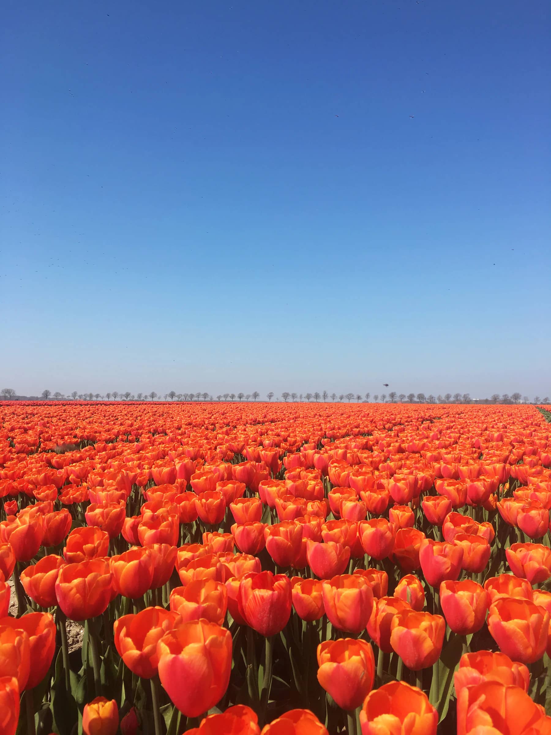 Câmp de lalele în Olanda