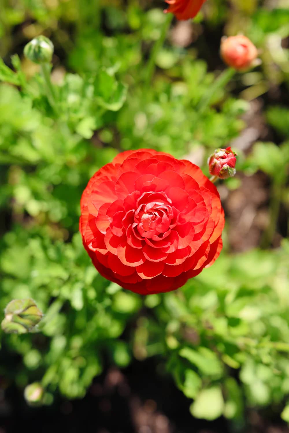 Ranunculus roșu