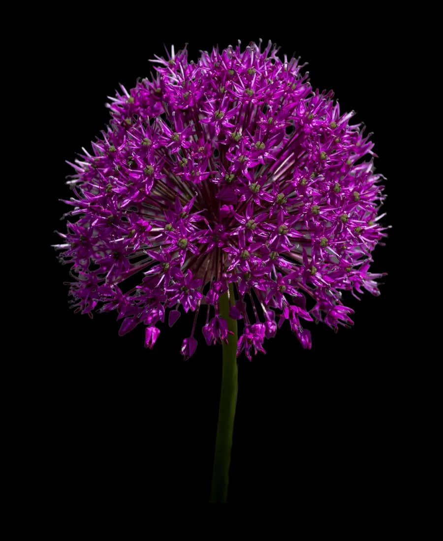 Allium violet