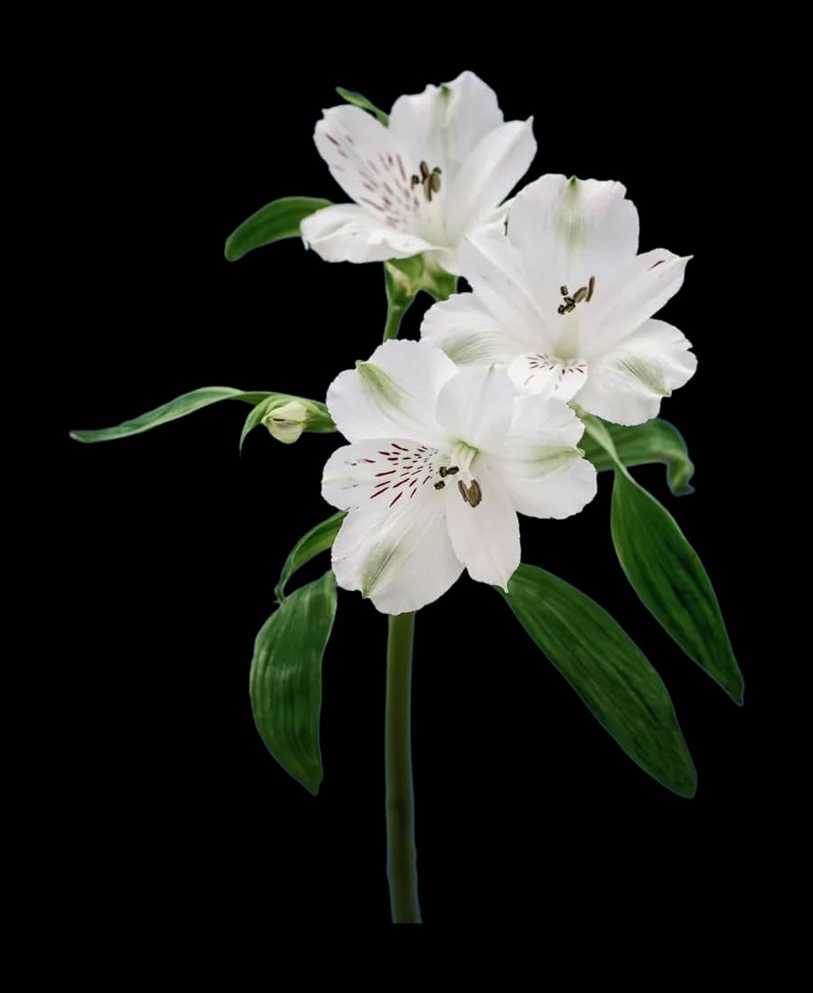 Alstroemeria
