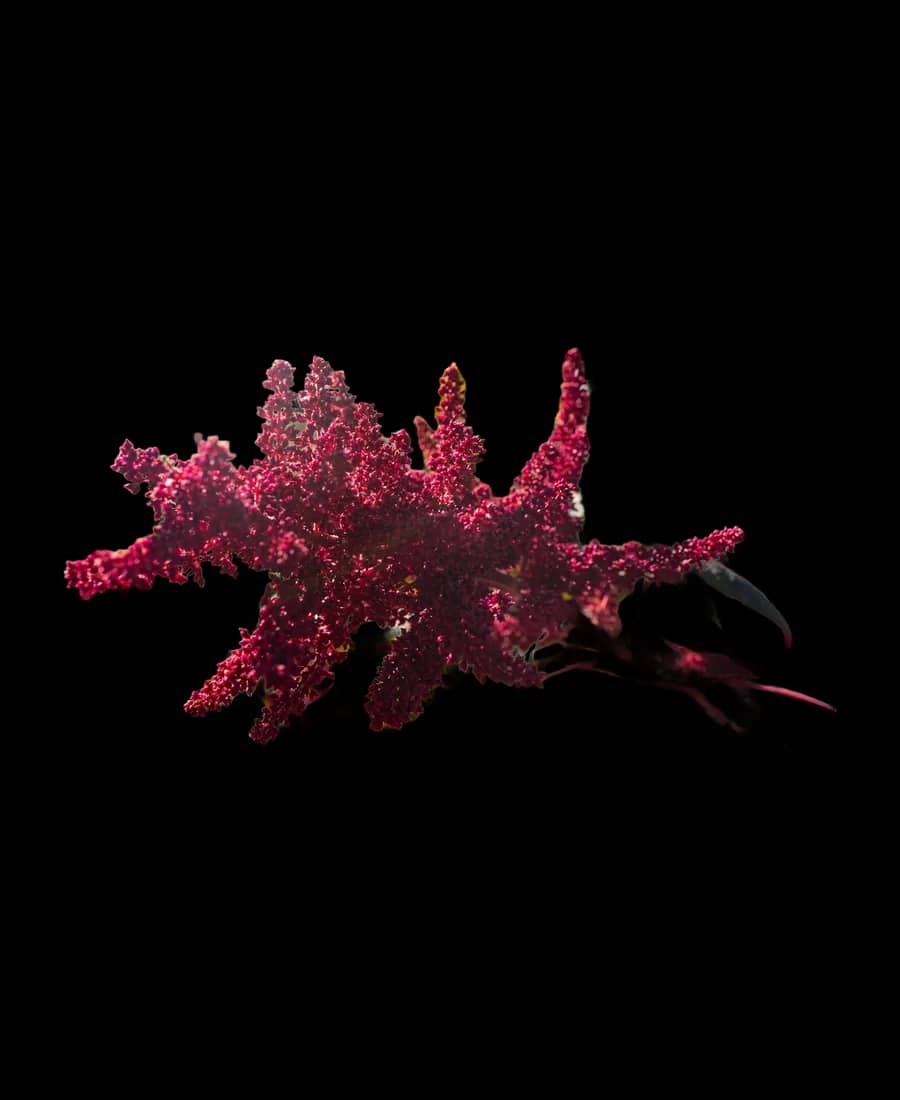 Amaranthus