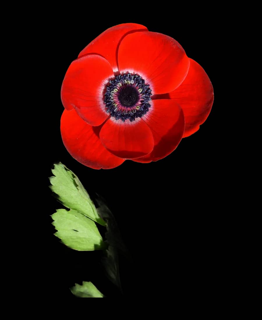 Anemonă