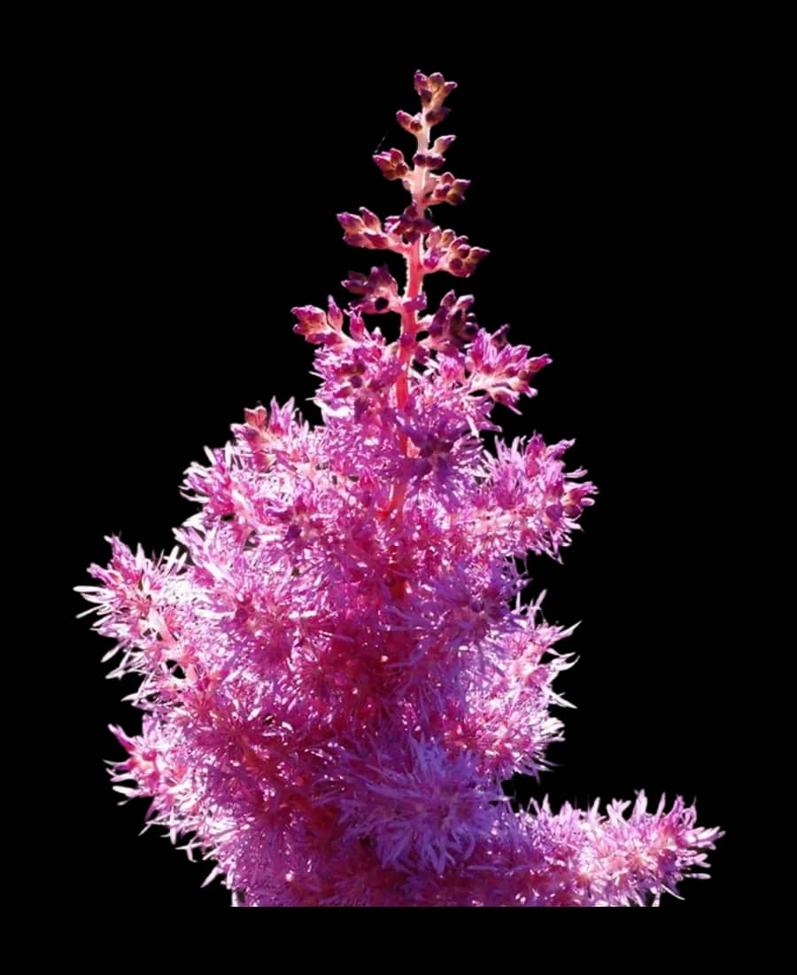 Astilbe