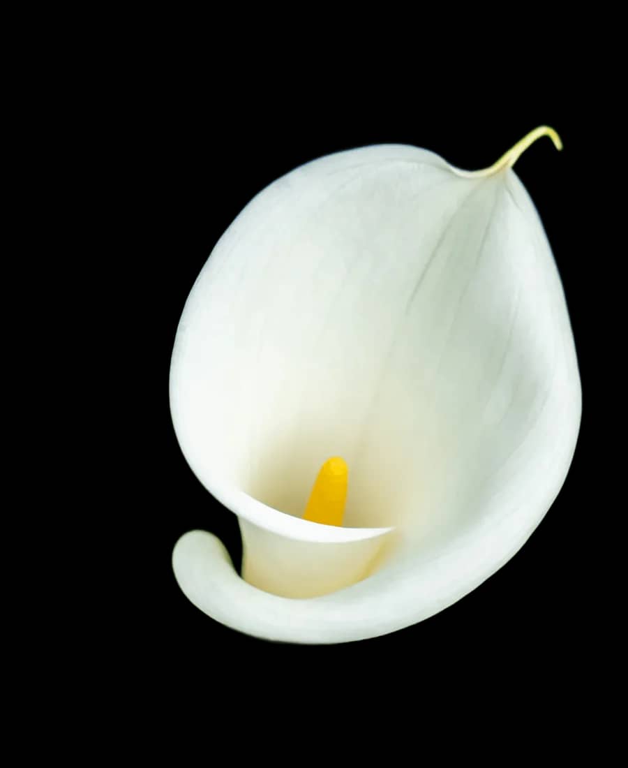 Calla albă