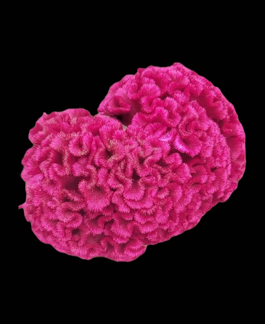 Celosia magenta