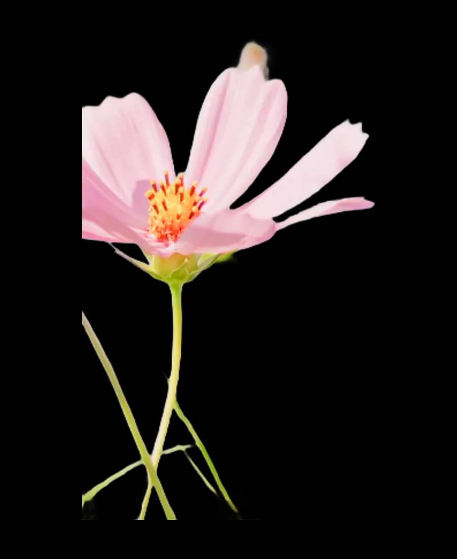 Cosmos roz