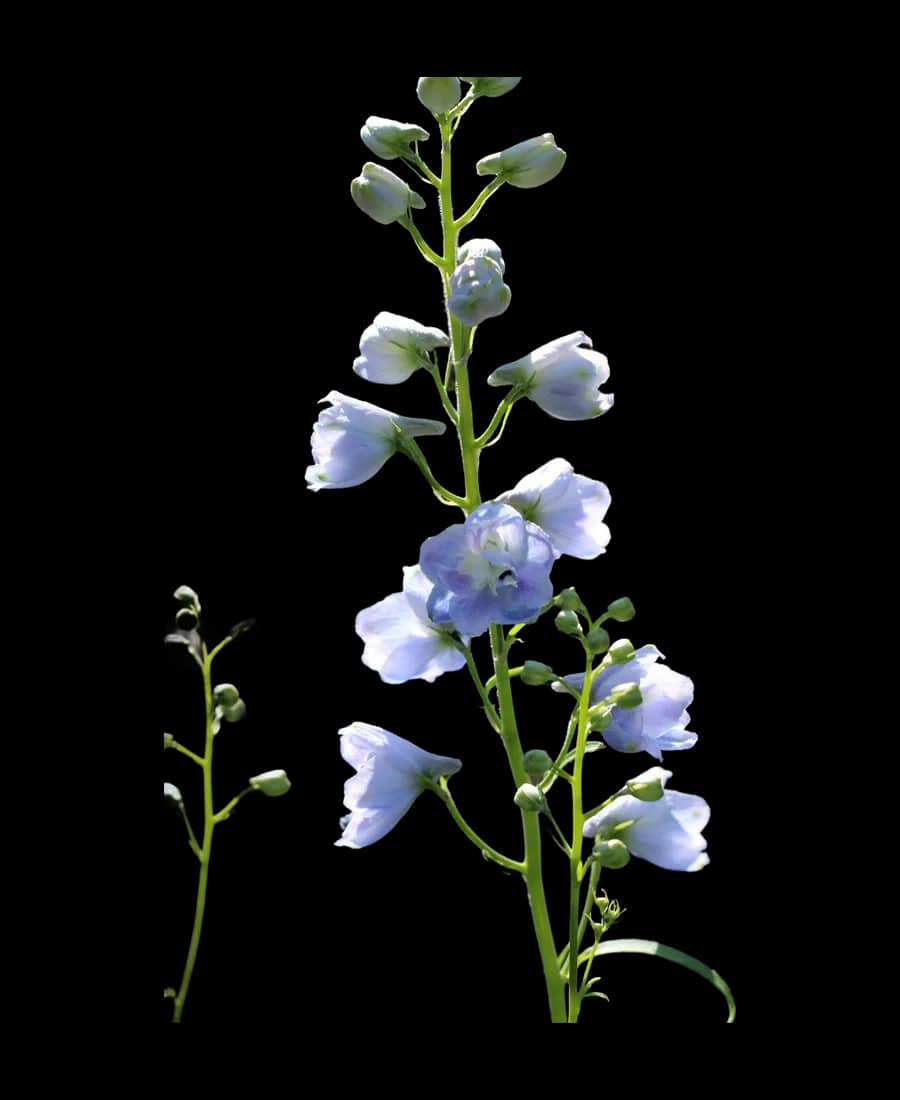 Delphinium albastru deschis