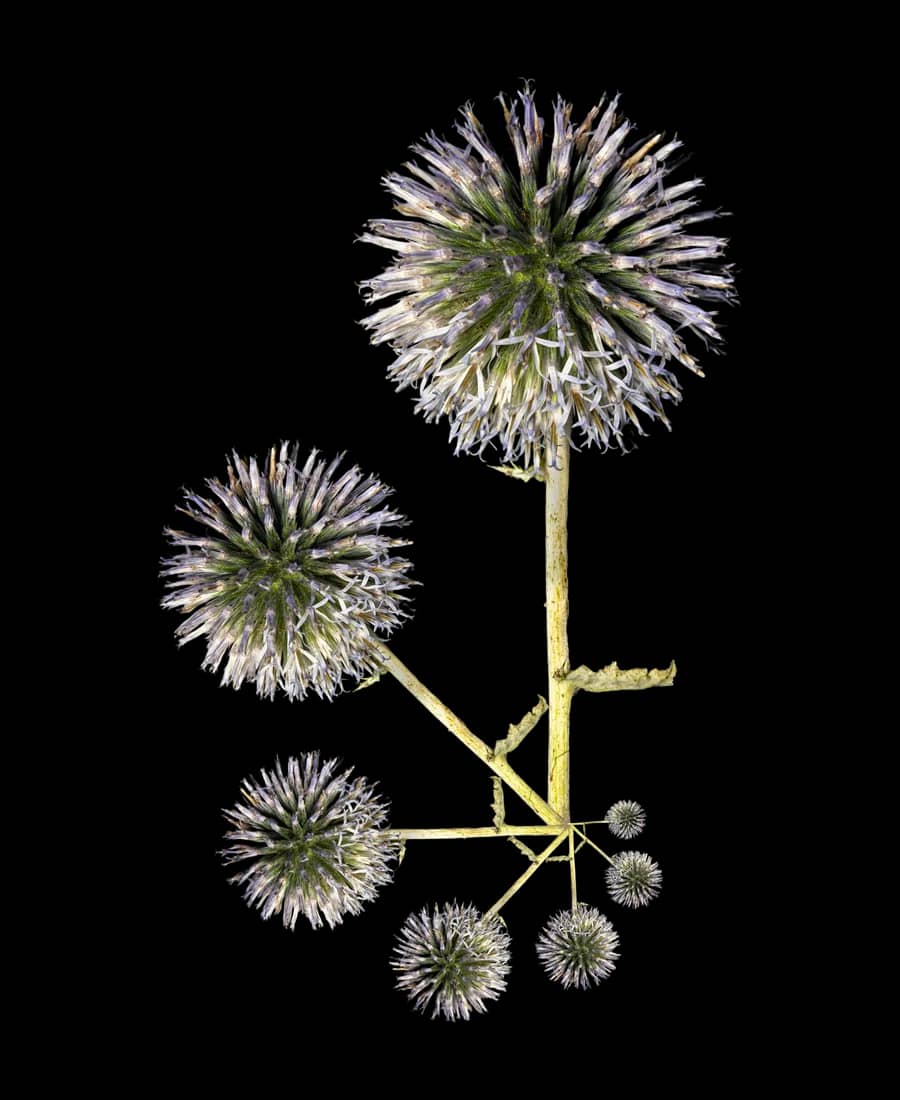 Echinops