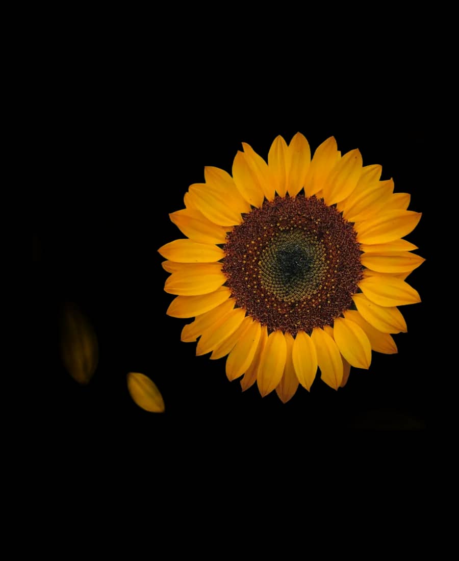 Floarea-soarelui