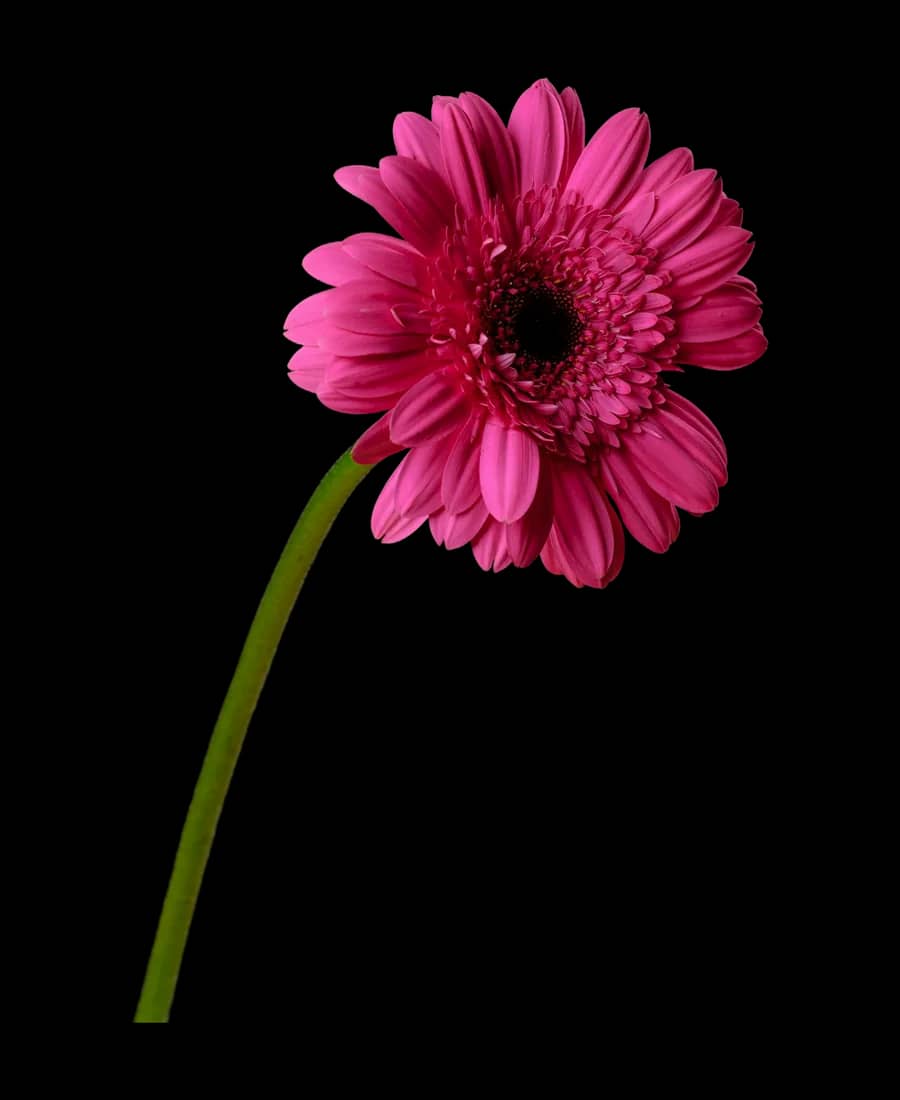 Gerbera