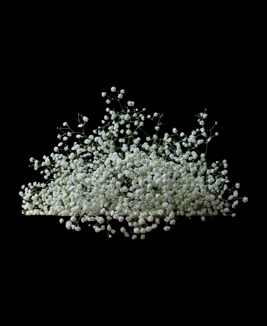 Gypsophila
