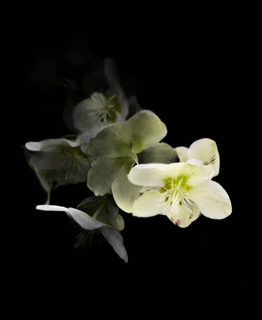 Spânz verde-crem