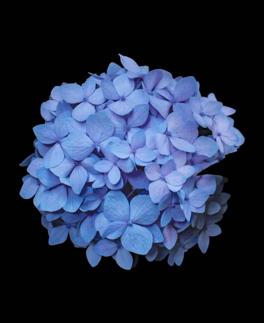 Hortensie albastră