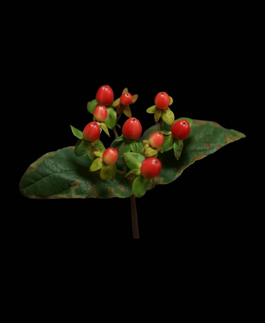 Hypericum