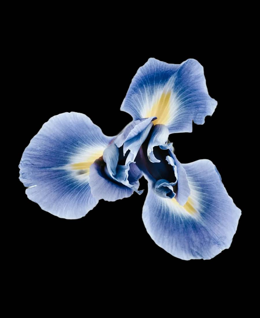 Iris