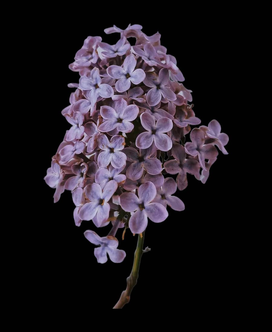 Liliac