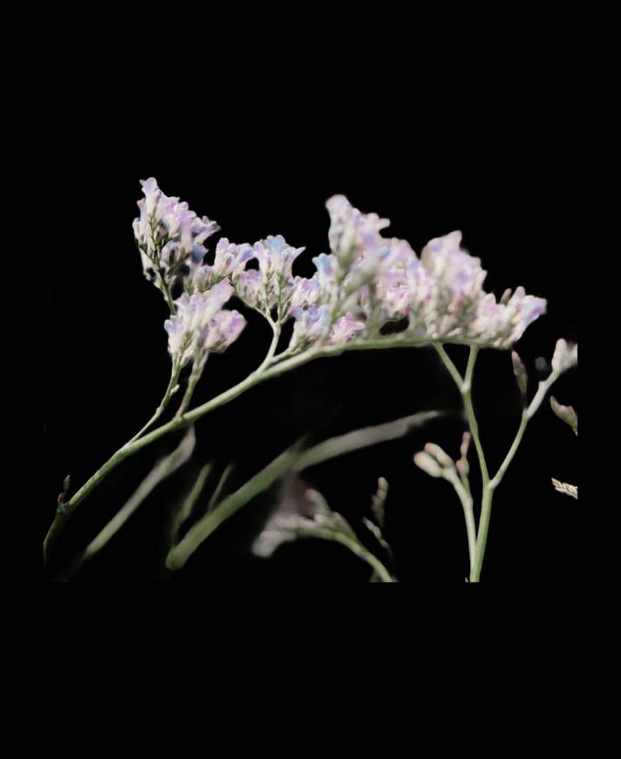 Limonium