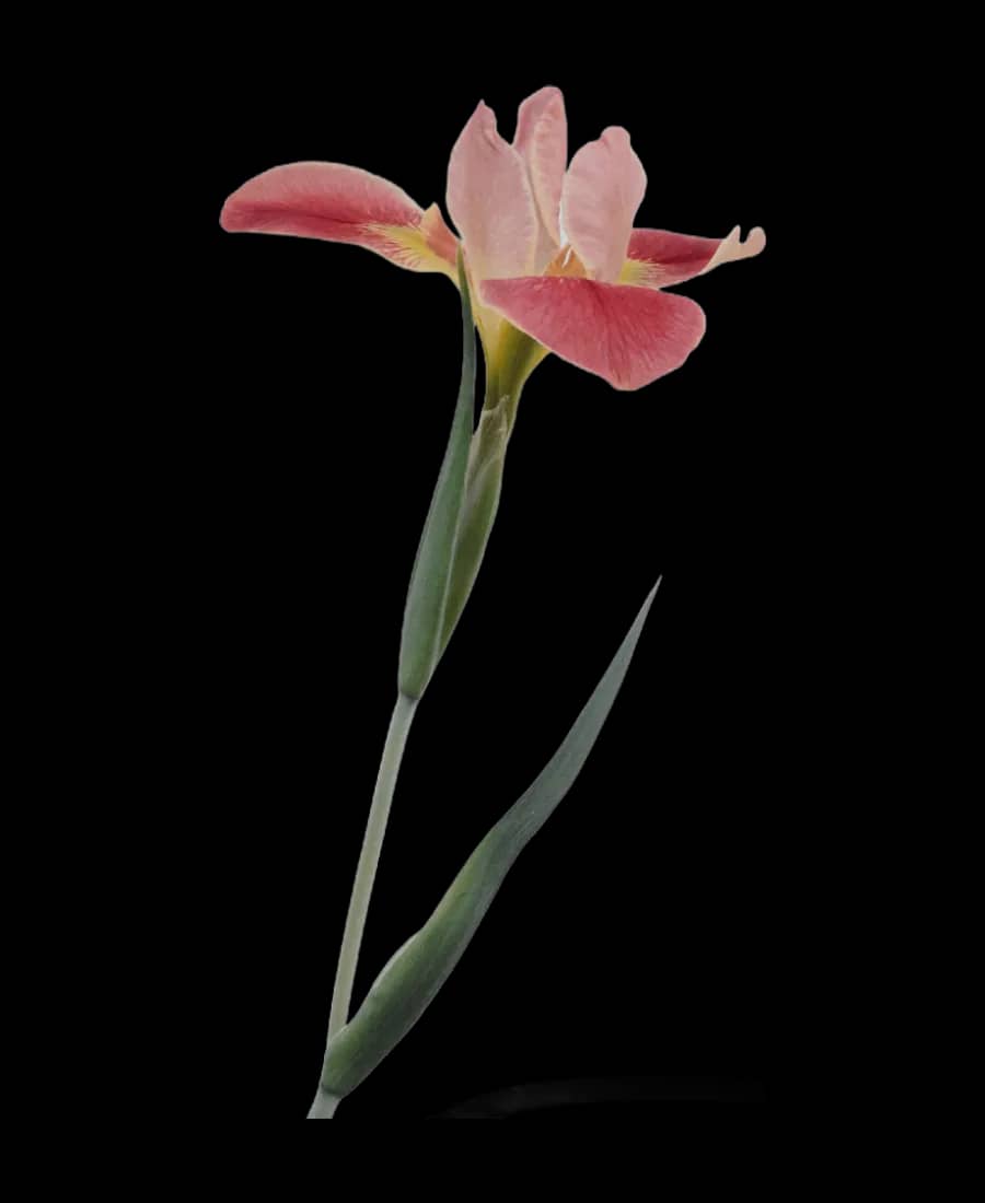 Floare de lisianthus roz