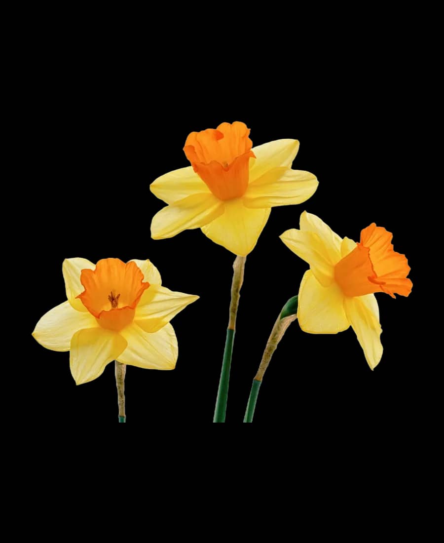 Narcisă