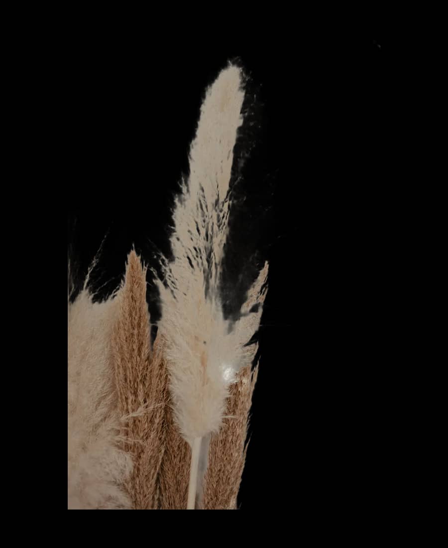 Iarbă de pampas