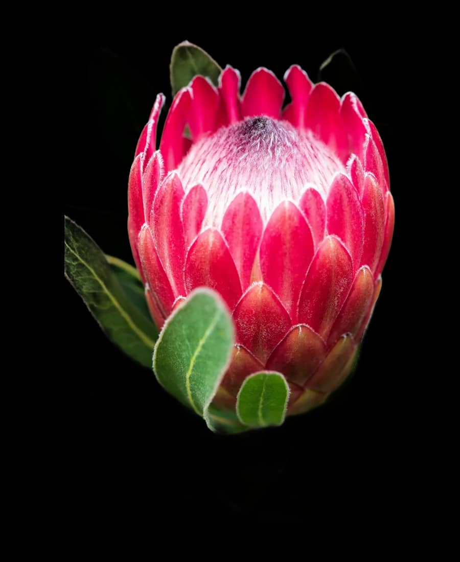 Protea regală roz