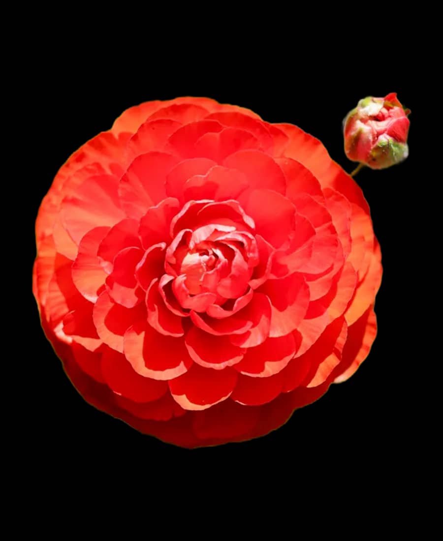 Ranunculus roșu