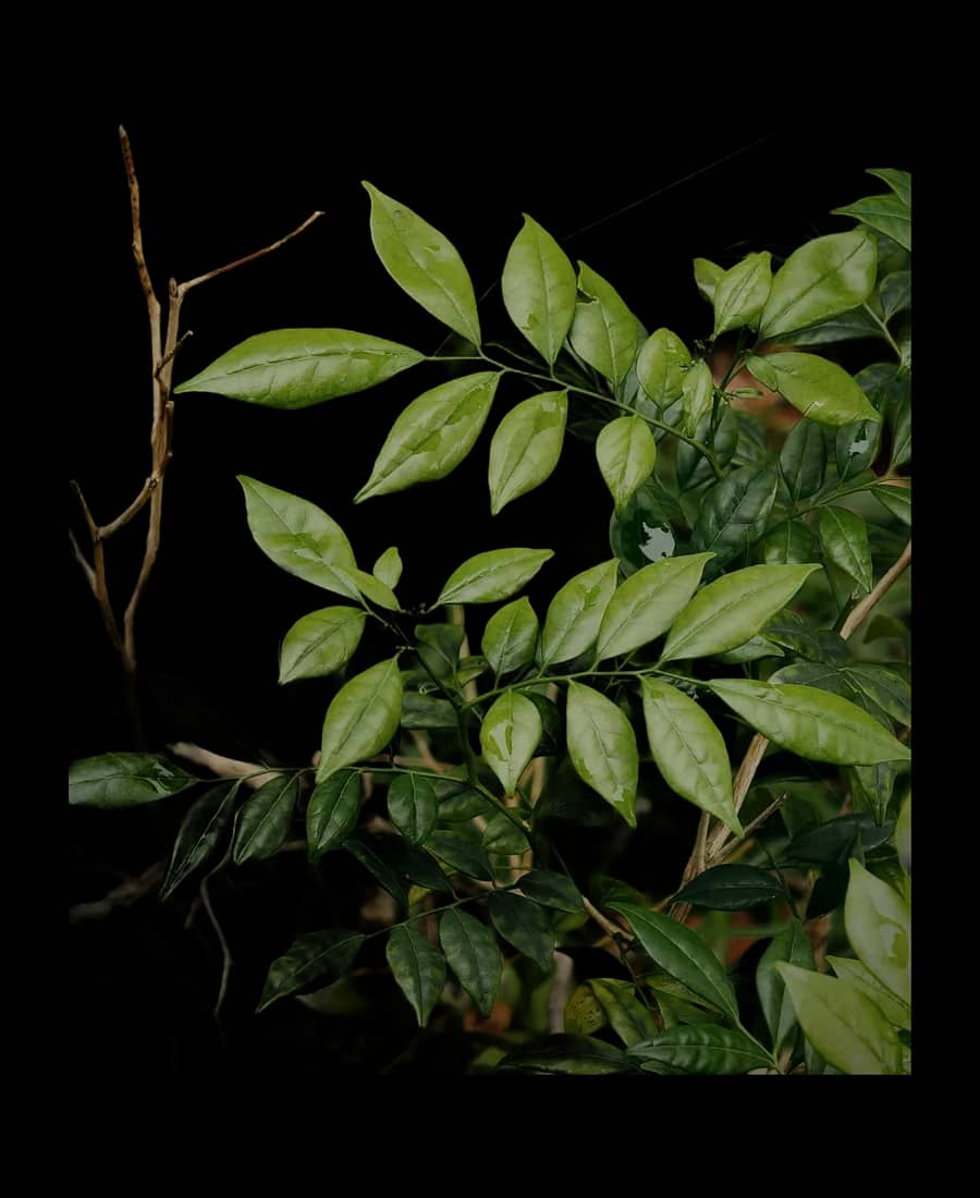 Ruscus