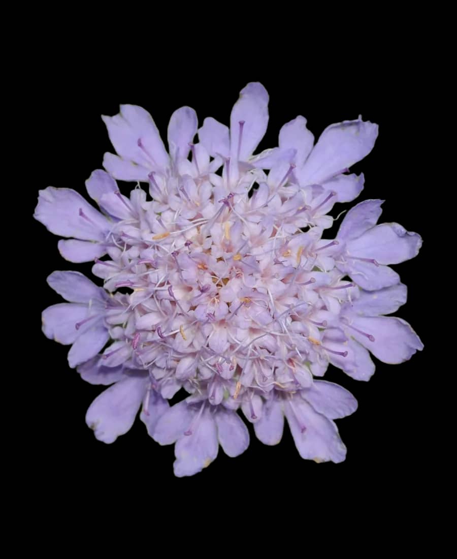 Scabioasă
