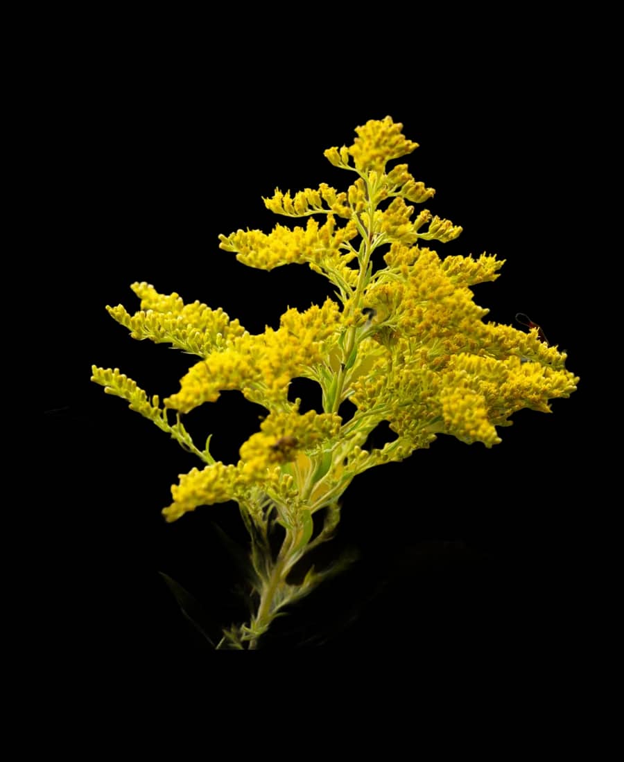 Solidago