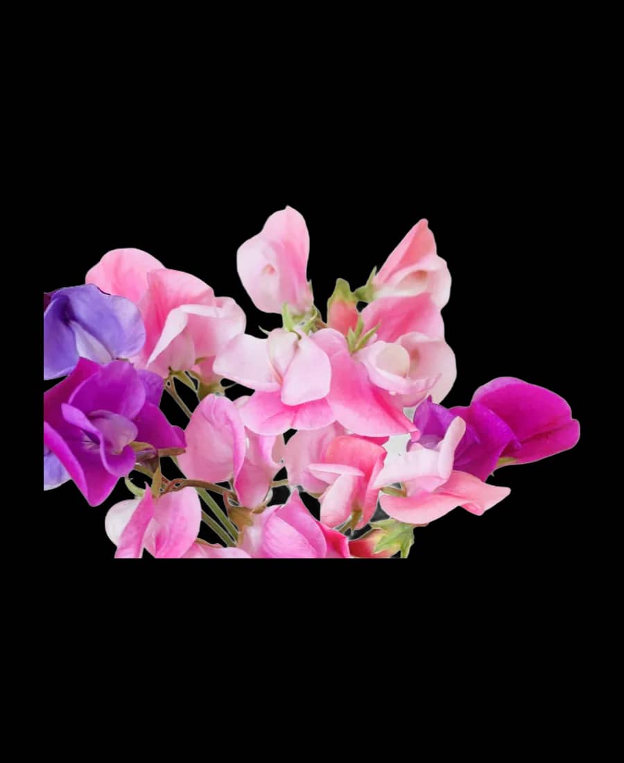 Sweet pea mov într-un borcan