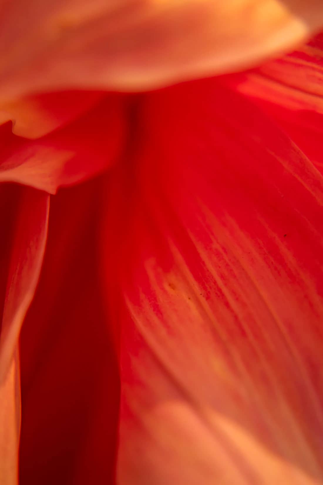 Floare roșie, macro