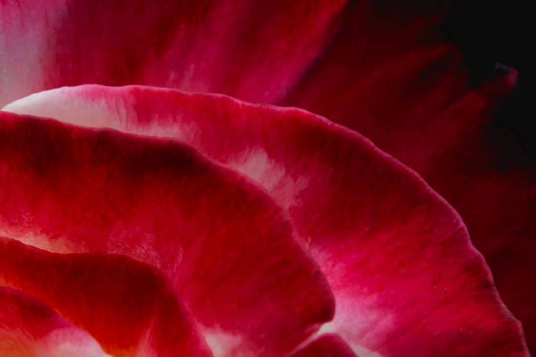 Floare mov, macro