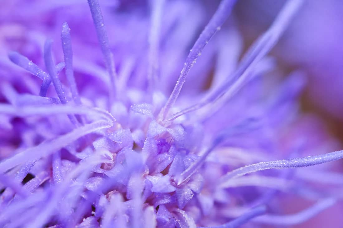 Centrul unei flori mov, macro